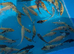 Koi carp