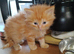 Domestic/main coon/ragdoll