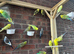 Cute stunning budgies