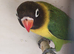 Green black masked love birds