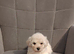 Toy poochon READY NOW