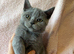 Gorgeous British Short Hair kittens