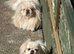KC White Pekingese