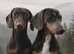 3 beautiful miniature daschunds