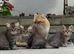 Pedigree British Shorthair