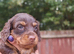 Miniature daschund