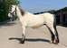 Eye catching gelding to make 12.2