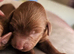 Licensed breeder, red tiny toy cavapoo litter