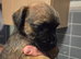 Border terrier puppies