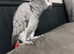 African Grey Parrot Tamed