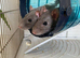 2 beautiful fancy girls