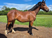 Welsh Section C Filly