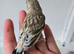 Siberian goldfinch muling pair