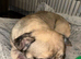 Frenchies For Rehome