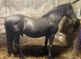Sec D Stallion