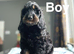Stunning cockapoo available to view