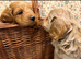Cockapoo pups ready now last boy
