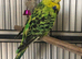 Tame exhibition budgies
