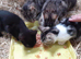 Tabby with white and black female kittens