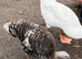 Turkeys for sale