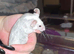 Merle mice breeding colony