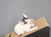 Cornish Rex Kittens Available for Reservation