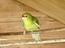 Red fronted and yellow fronted kakarikis
