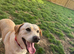 Gorgeous 12 month old male Labrador