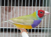 Goldians for sale