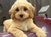 Cavapoo puppy&rsquo;s ready to leave!!