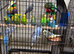 Baby budgies
