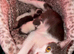 Gorgeous blue and white kittens