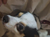 1 male chihuahua for sale called patch