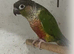 Breeding pair of conures