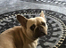 2 French bulldog girl looking for a new home.