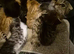 Beautiful Scottish Fold Charcoal and Brown Kitten