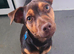 REHOME Tiny Jack Russell boy