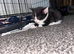 Beautiful loving kittens