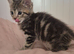 Tabby Girl Kitten