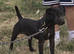 Patterdale stud