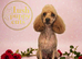 Cavachon x toy poodle puppies