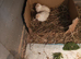 Available Soon Tiny Button Quails White Females £12 and 1 x boy £5 in Pure White Colour over 6 weeks old