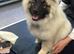 Dog grooming Salon Exeter  - pick up available
