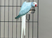 Blue Opaline Proven pair ringneck