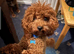 Licensed breeder, red tiny toy cavapoo litter