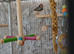Beautiful male zebra finch looking for his new forever home