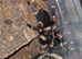 SAF Brachypelma Auratum