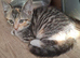 2 tabby kittens for sale