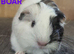 Beautiful Baby guinea pigs for sale