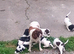 English Springer Spaniel Puppies
